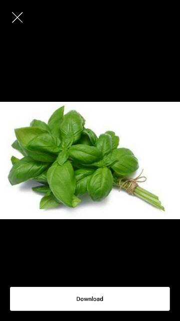 Daun Basil Organik 100gram