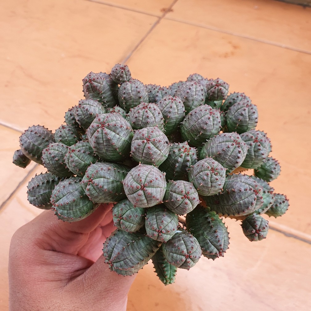 Obesa Claster Dm 15cm