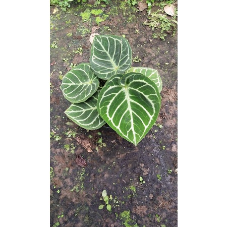 Kuping Gajah dorayaki jumbo