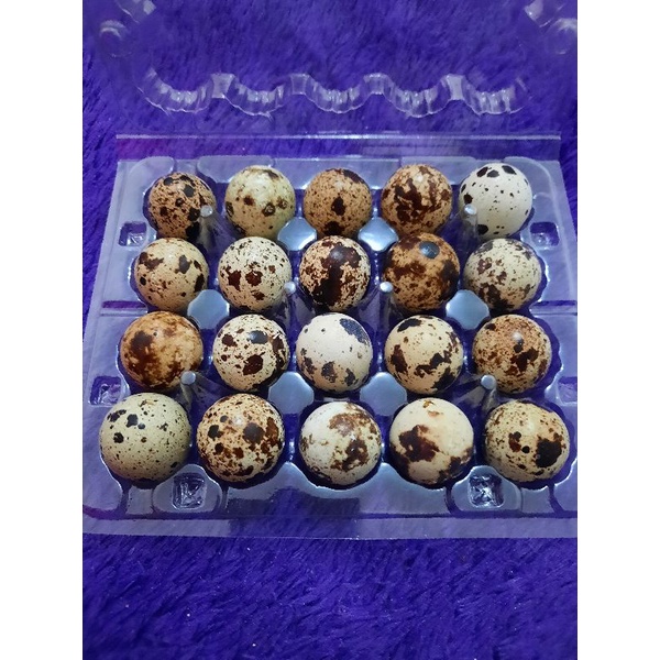 

Telur Puyuh Pack (isi 20 butir)