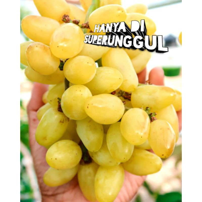 Bibit anggur import jenis transfiguration