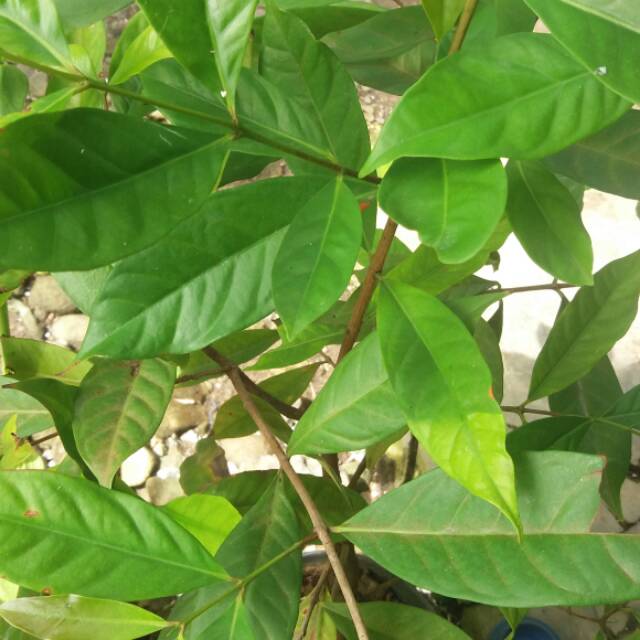 

Daun salam segar dipetik langsung dari kebun,tanpa bahan kimia 100gr