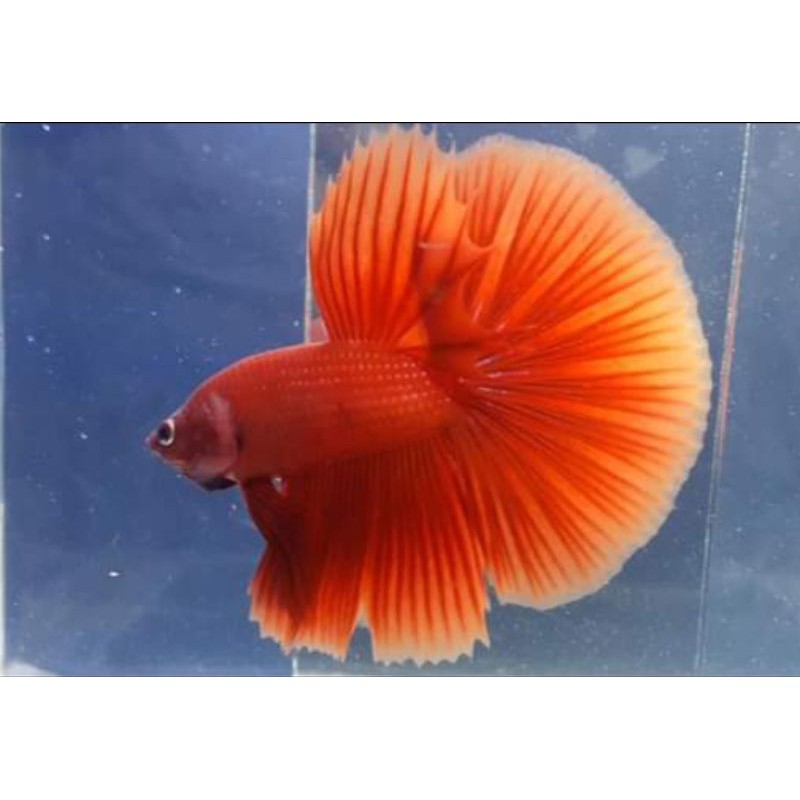 

ikan cupang halfmoon super red