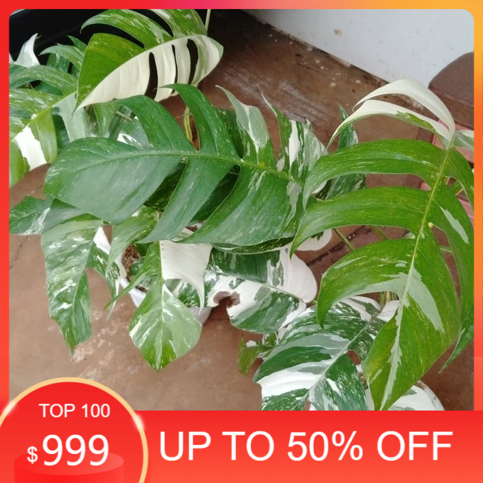 Bibit Stek Monstera variegata - Monstera Epipremnum variegata