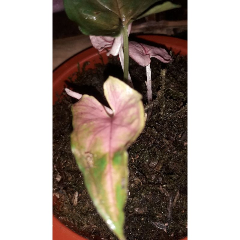 Sale Tanaman Hias B6e8oZ8SkQqQxK