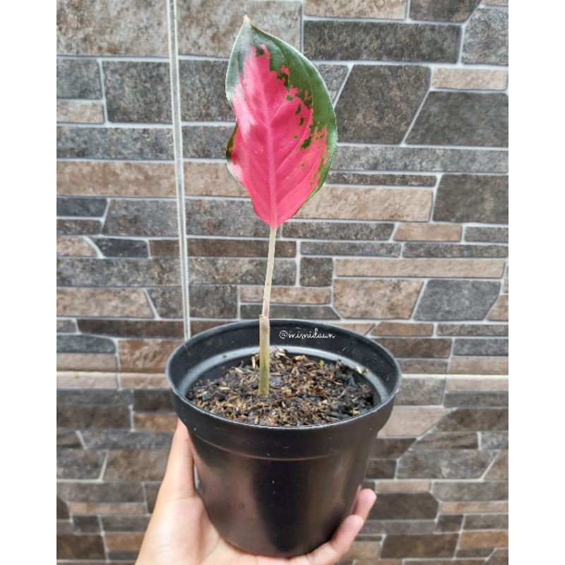 aglonema suksom jaipong stang panjang / lokal