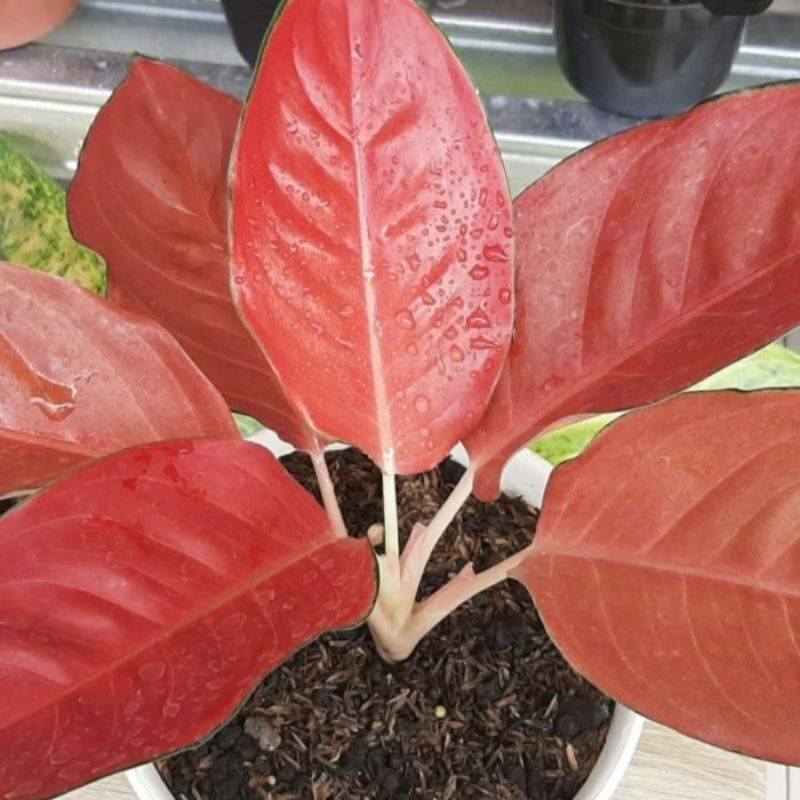 anakan aglonema charlie brown