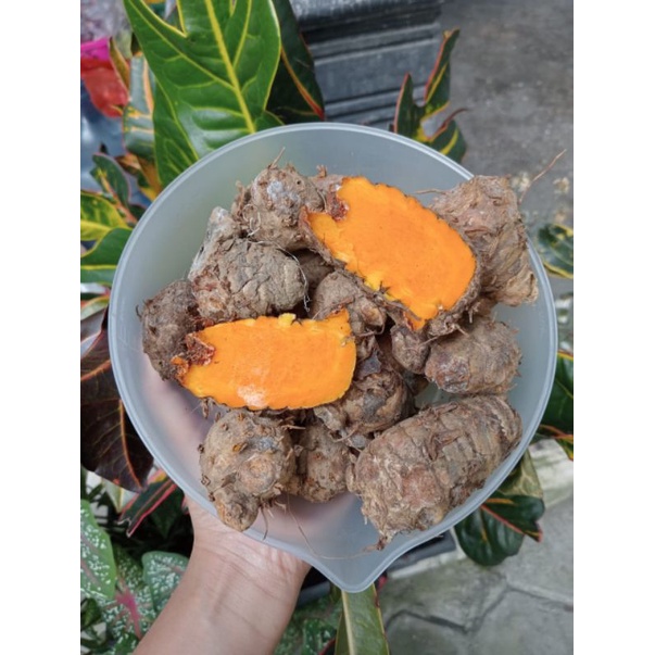 

TEMULAWAK HERBAL UNTUK KESEHATAN HARGA 1KG