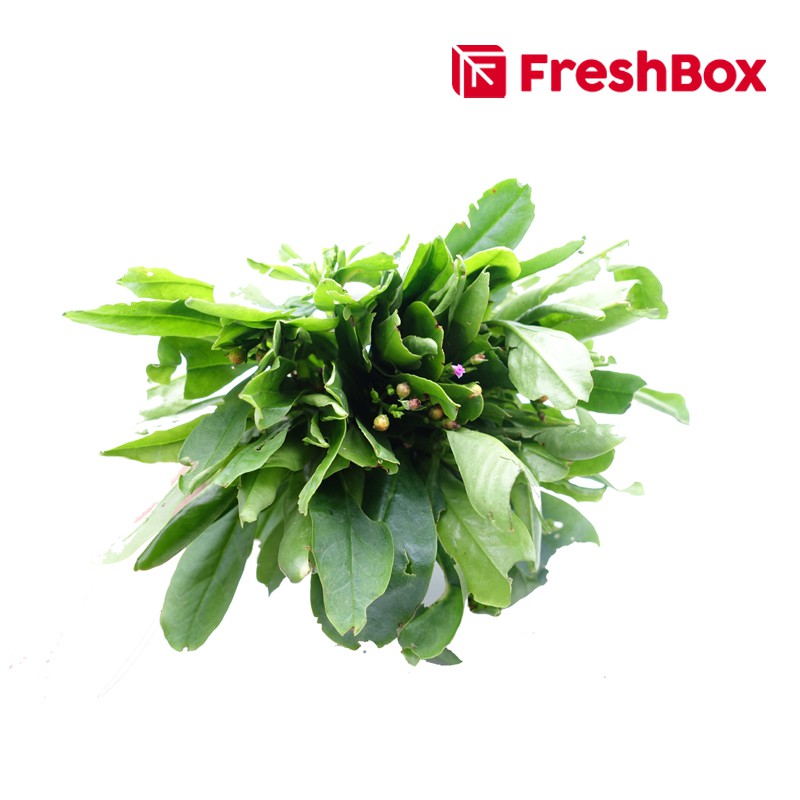 

Daun Gingseng 250 Gr FreshBox