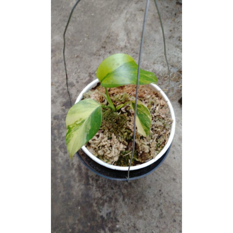 MONSTERA VARIGATA KUNING MONSTERA AUREA MONSTERA YELLOW VARIEGATED MONSTERA JACK MARLYN