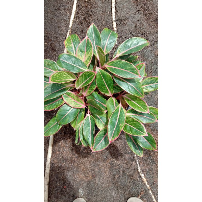 Aglonema lipstik khanza