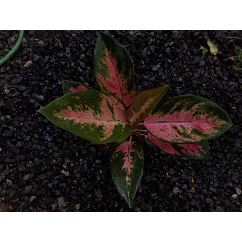 aglaonema Red Kochin