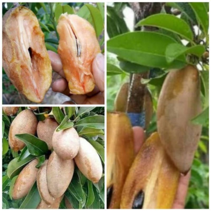 Bibit Sawo Mentimun Sudah Berbuah Bibit Sawo Mentimun Original Berbuah