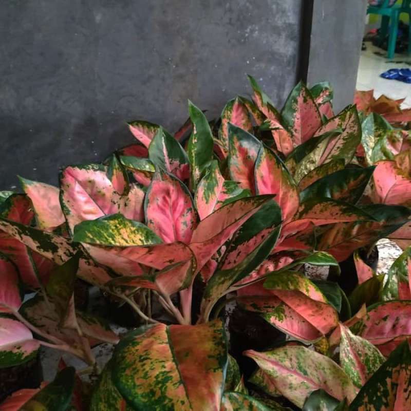 aglonema kocin camelon indukan