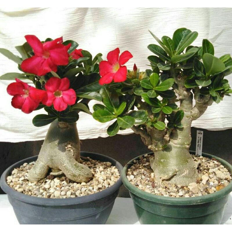 adenium bunga merah,bonsai kamboja jepang.
