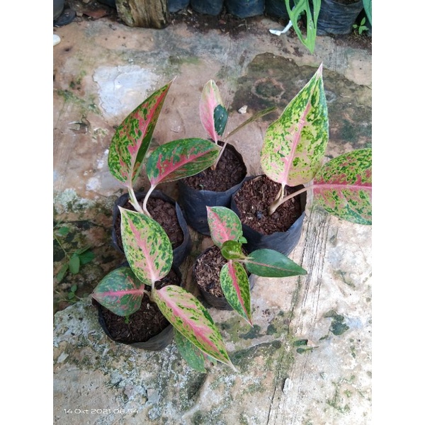 aglonema paket 4pohon bigroy remaja