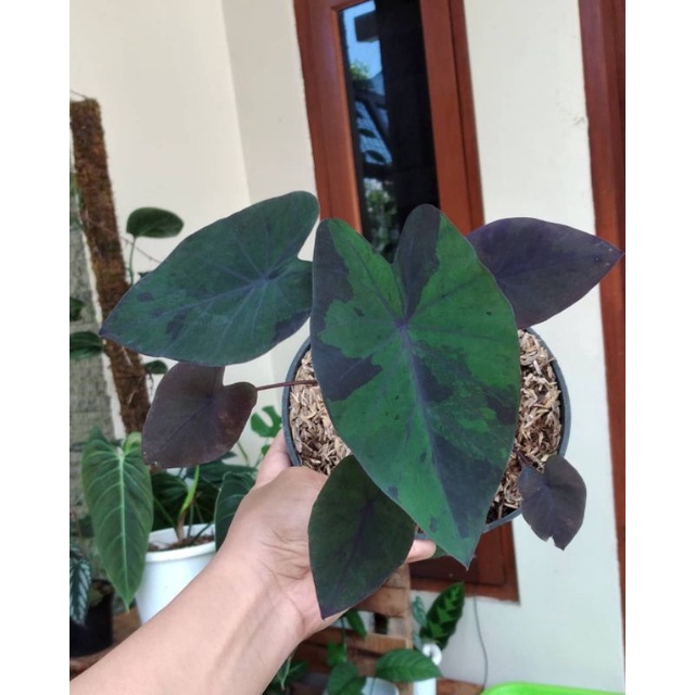 tanaman hias colocasia black marble/ colocasia blue hawai