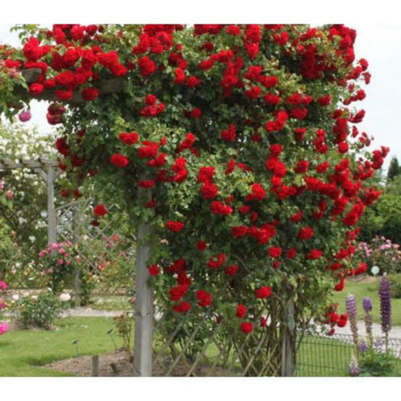 benih BUNGA MAWAR RAMBAT MERAH Red climbing rose isi 2 biji