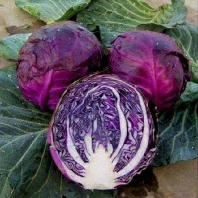 Benih kol/kubis Ungu
