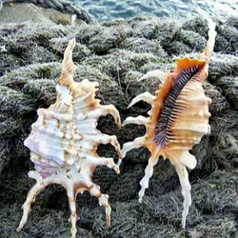 CANGKANG KERANG HIAS LAMBIS SCORPIUS / SCORPION PUNGGUNG UNGU KELOMANG LAUT