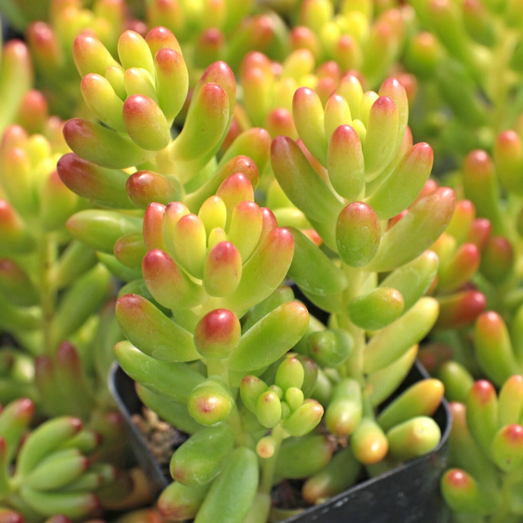 Sukulen cluster murah Sedum 'Jelly Bean' SUPER RIMBUN