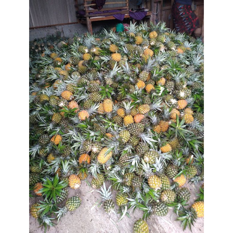 

buah nanas manis wilayah surabaya aja