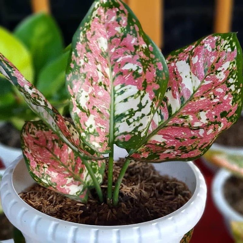 AGLONEMA TRI COLOUR ANAKAN CANTIK