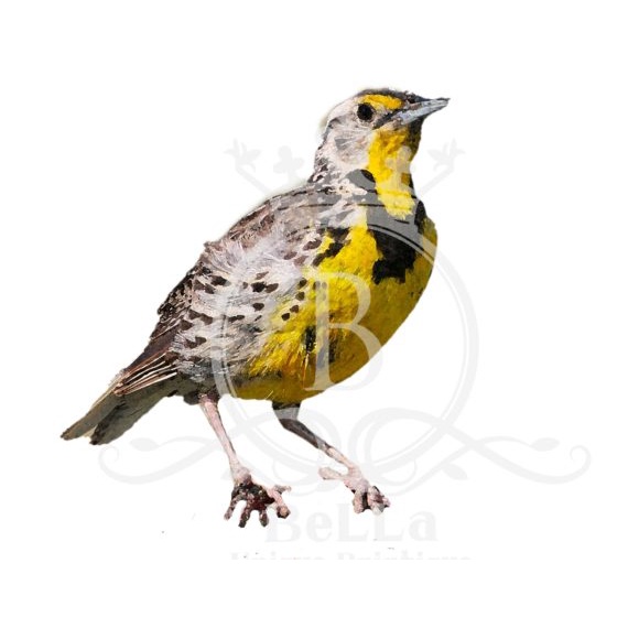 Montana Awesome America Series