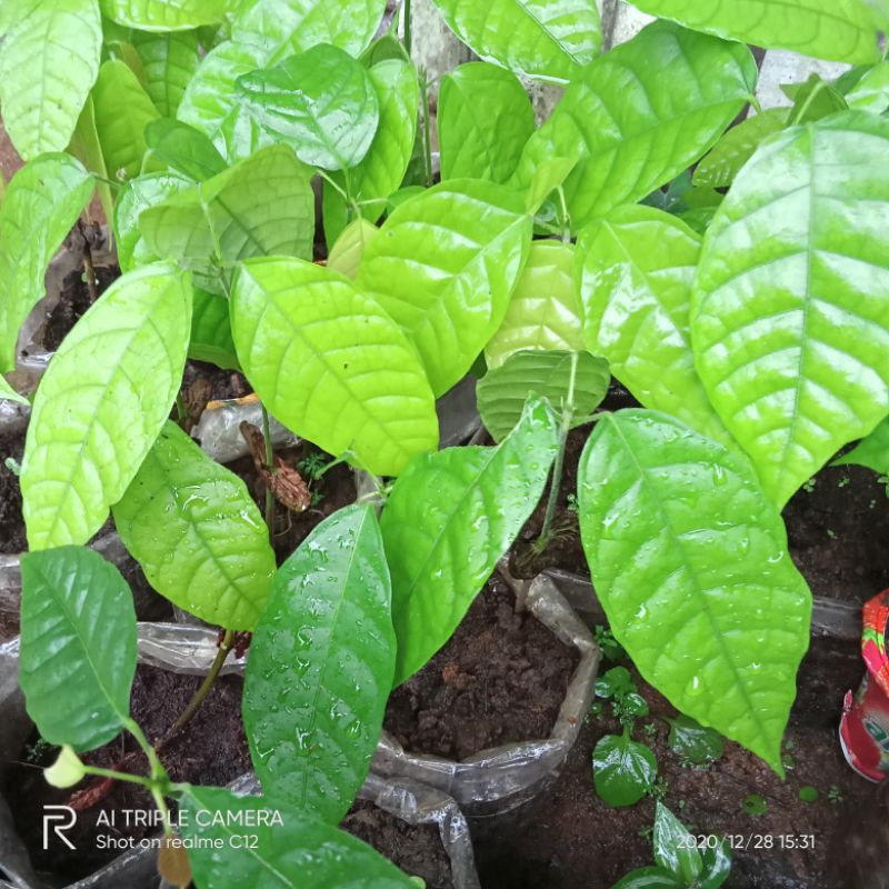 

Bibi coklat/ kakau unggul