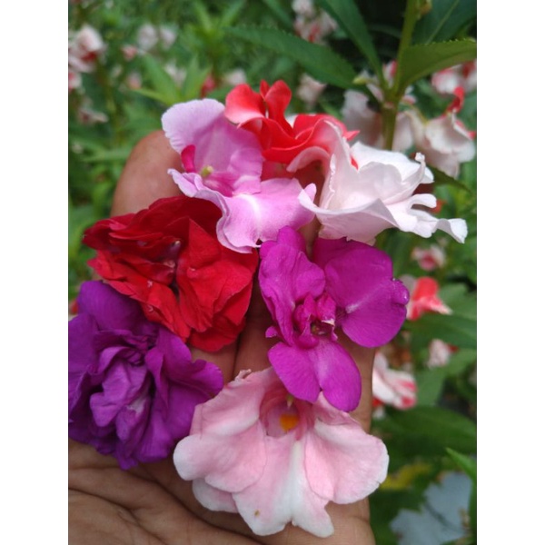 50 Butir Biji Pacar Air Tumpuk Campur Warna / Mixed  ( Merah, Merah Putih, Merah Gradasi, Magenta, T