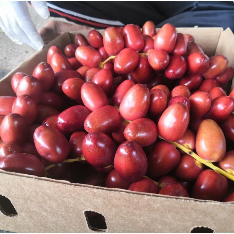 

Kurma muda/ ruthob merah