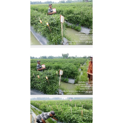 Benih Cabai Keriting F1 Hibrida tahan Virus Sios Tavi-3