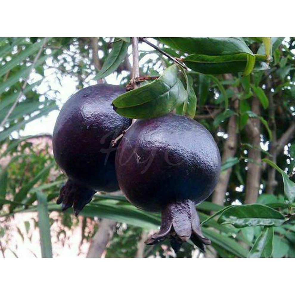 Asli Bibit Tanaman Buah Delima Hitam Black Pomegranate @_@
