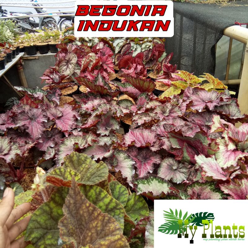 Tanaman Hias Bunga Begonia INDUKAN Stok Terbatas 