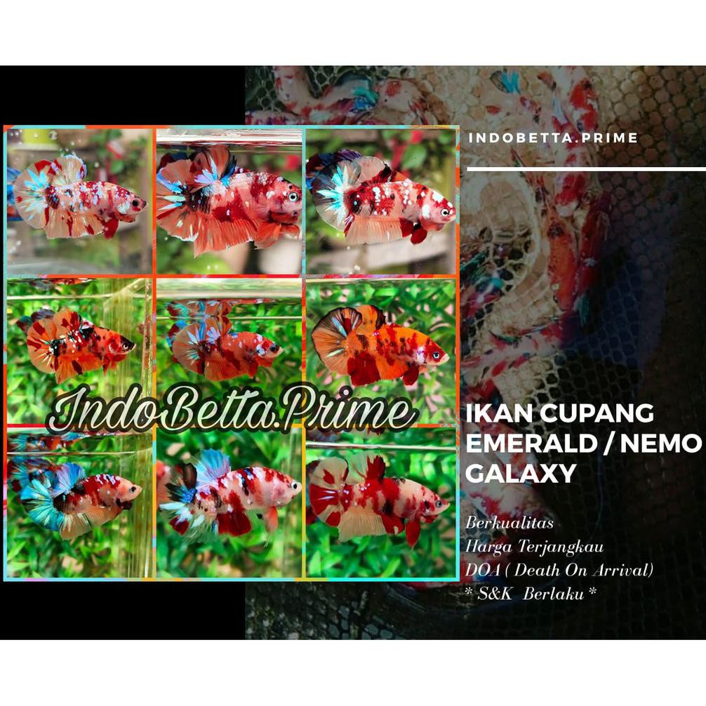 Diskon ❤️ Promo Ikan Cupang Hias Nemo Multicolour / Emerald Galaxy / Copper Jantan Betina