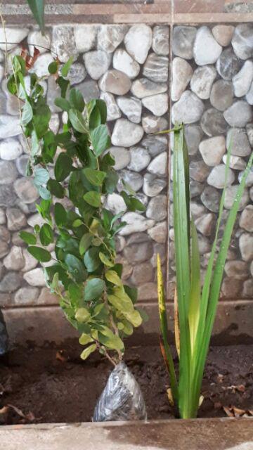 Tanaman Bidara Arab (buy 1 Get 1)