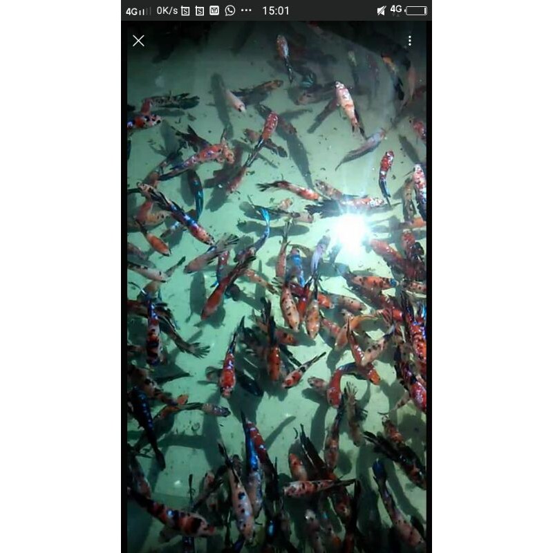 ikan cupang bahan koi galaxy multicolor