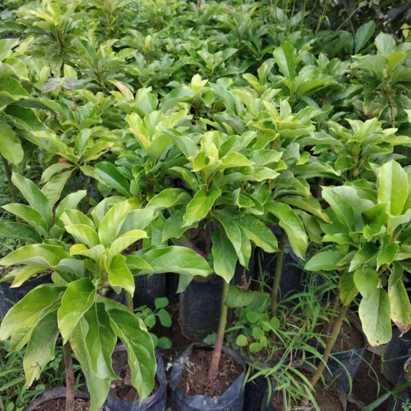 

Bibit Alpukat Non Biji Filhipin Import Original Valid | seedless Filiphine | non biji philipina