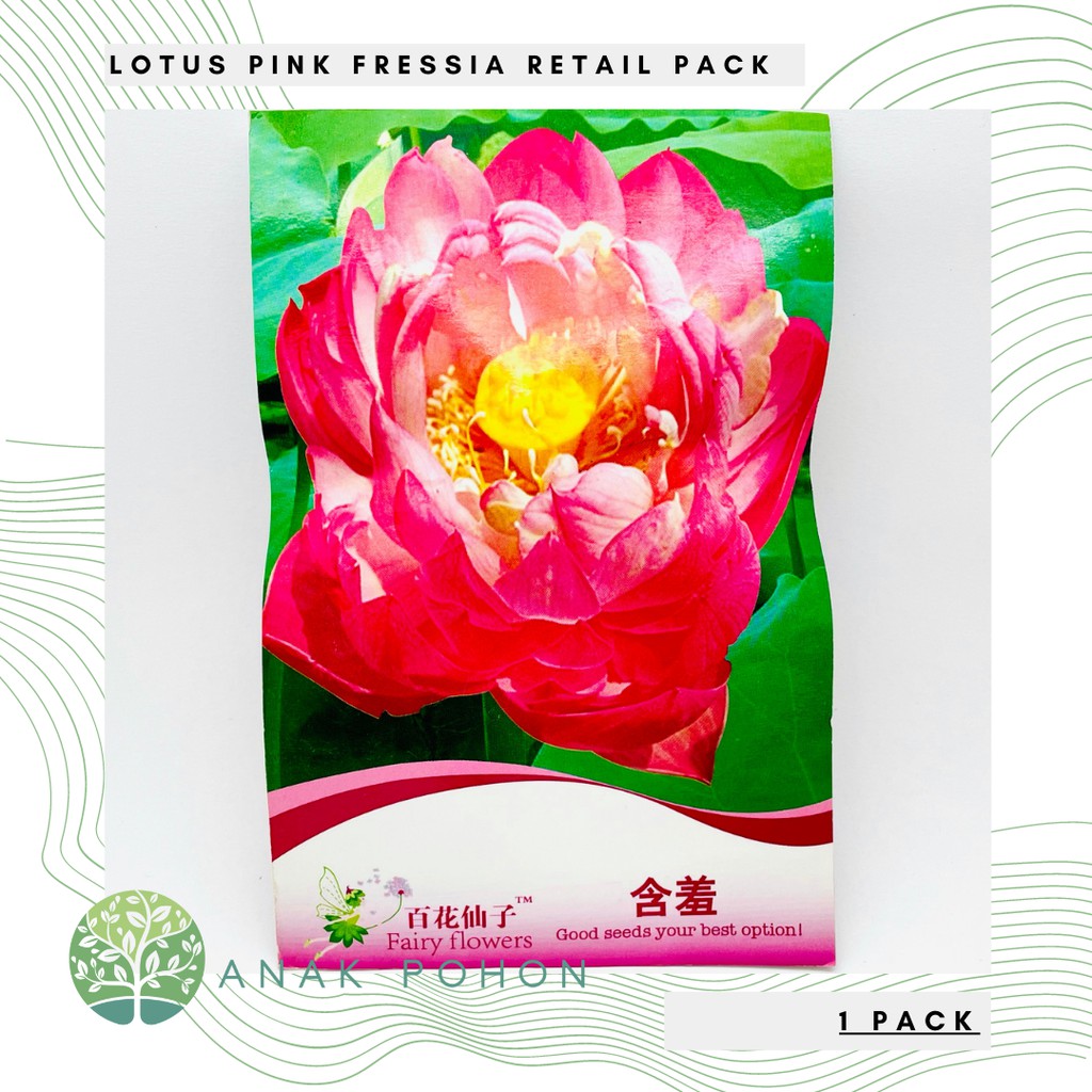 ( 1 PACK ) Benih Bibit Biji - Lotus Seroja Nelumbo nucifera Pink Fressia Retail Pack - IMPORT