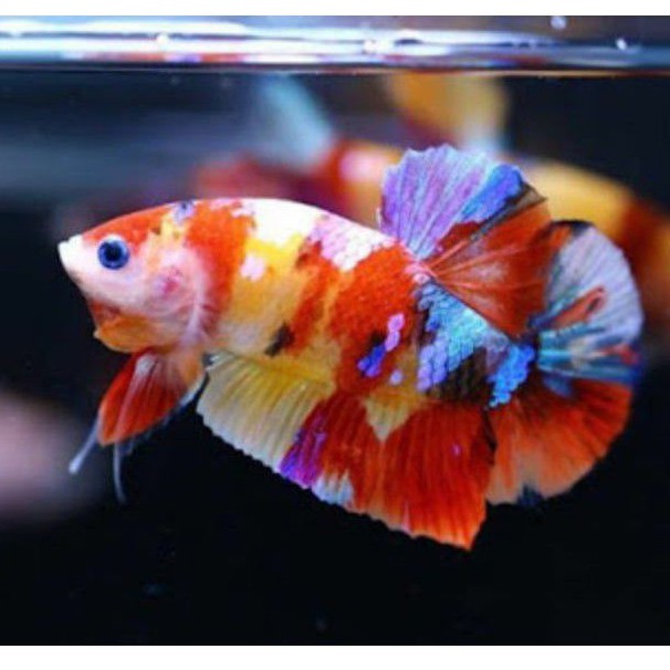 

ikan cupang male & female usia 2 - 2,5 bulan jenis mix