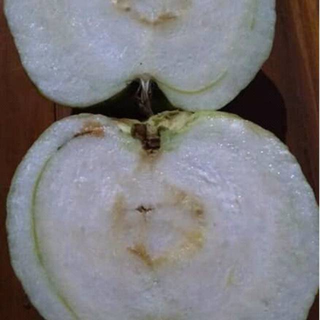 Jambu kristal cangkok