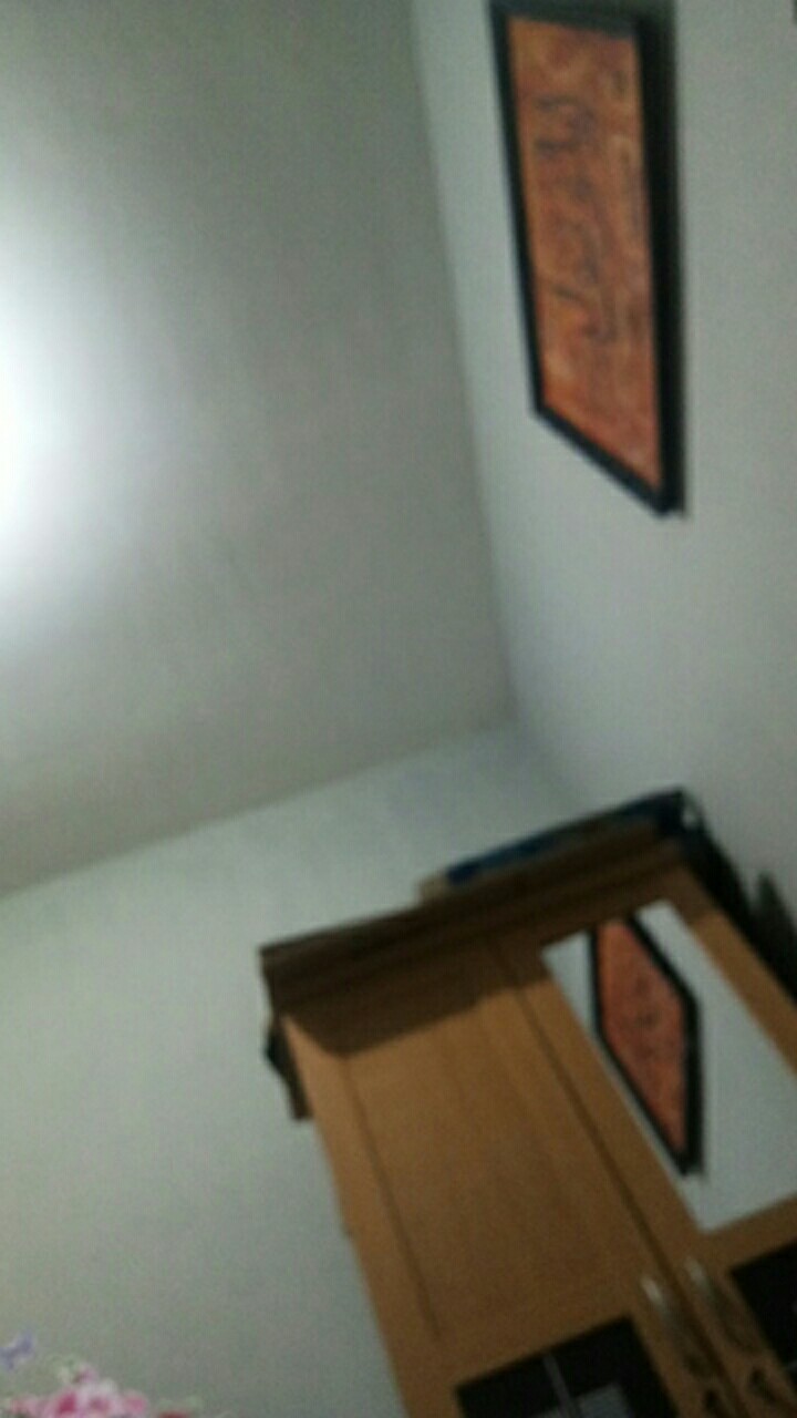 Seedling Anggrek Dendrobium