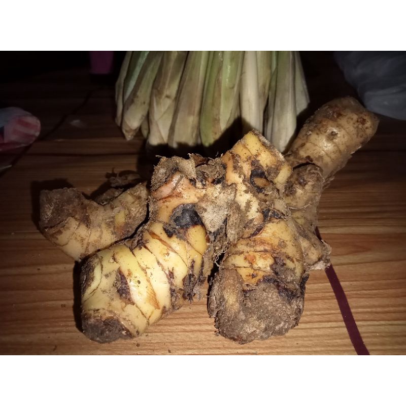 

Laos segar lengkuas segar bumbu masak segar lengkuas segar