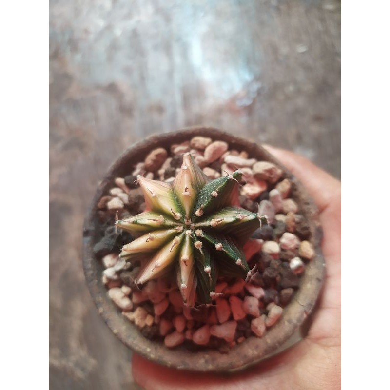 Cactus Kaktus LB hybrid Varigata 10 ribs