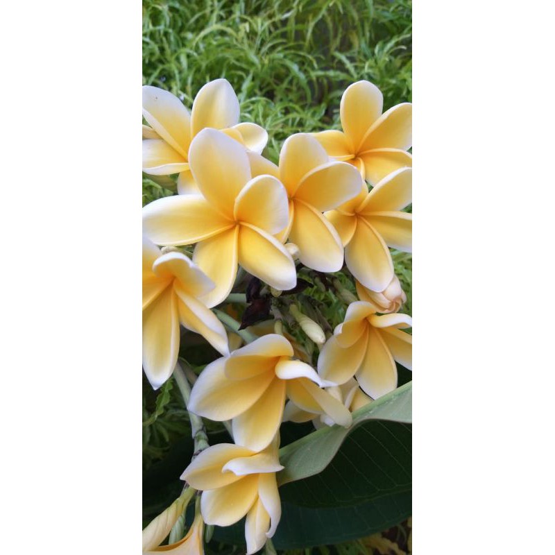 batang kamboja cendana