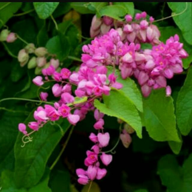 tanaman rambat air mata pengantin - tanaman air mata pengantin