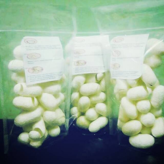 Cocoons silkworm paket 30pcs grade super / kepompong ulat sutra / kepompong ulat sutera