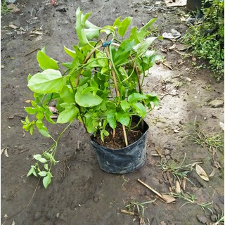 bibit buah markisa merah manis Unggulan | Shopee Indonesia