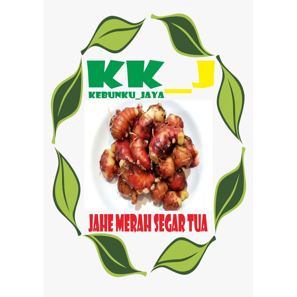 

JAHE MERAH SEGAR 500 GRAM MURAH KEBUNKU_JAYA