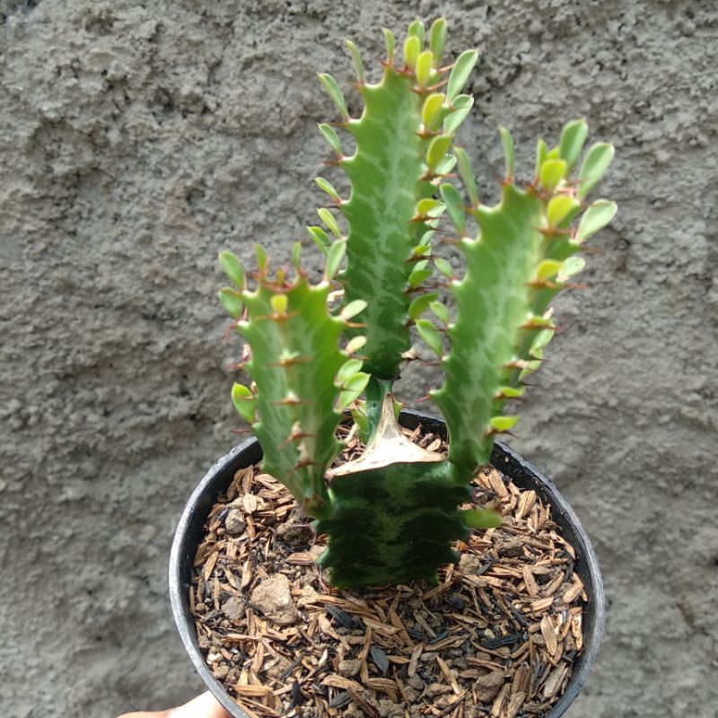 Euphorbia Trigona Hijau | Kaktus | D 10cm